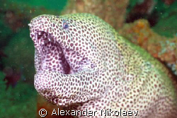 Black-spotted moray "Captain Fred" living in Inchkape-1, ... by Alexander Nikolaev 